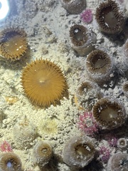 Palythoa mutuki