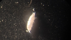 Trichoniscus pygmaeus