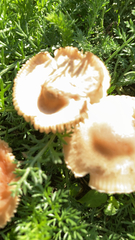 Marasmius oreades