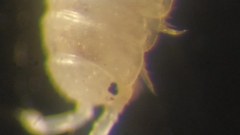 Trichoniscus pygmaeus