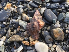 Muricidae