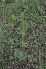 Neottia ovata