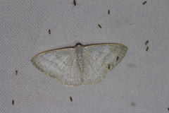 Cabera exanthemata