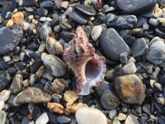 Muricidae