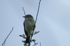 Phyllomyias fasciatus