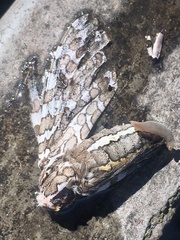 Hypercompe abdominalis