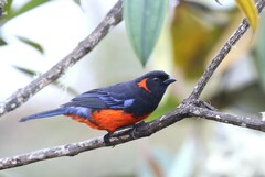 Anisognathus igniventris