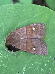 Eupsilia tristigmata