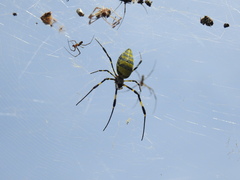 Trichonephila clavata