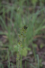 Neottia ovata