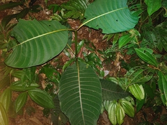 Palicourea guianensis