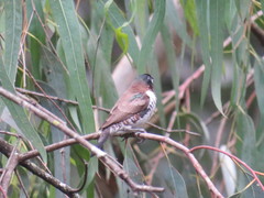 Spermestes cucullata