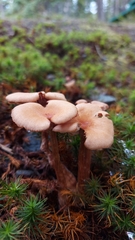 Laccaria bicolor