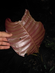 Palicourea guianensis