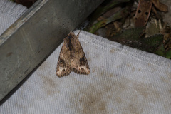 Ercheia cyllaria