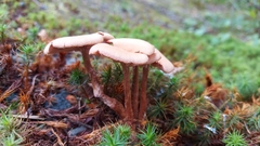 Laccaria bicolor