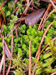 Anastrepta orcadensis