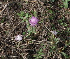 Centaurea