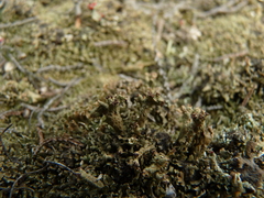 Cladonia strepsilis
