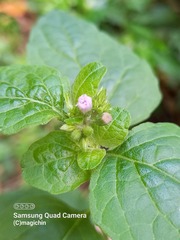 Cyanthillium cinereum