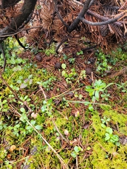 Anastrepta orcadensis