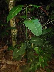 Palicourea guianensis