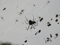 Trichonephila clavata