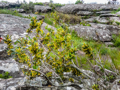 Anastrabe integerrima