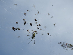 Trichonephila clavata