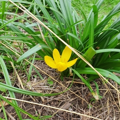 Sternbergia lutea