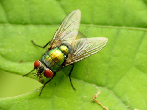 Common European Greenbottle Fly photo 5