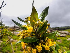 Anastrabe integerrima