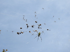 Trichonephila clavata