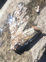 Hypercompe abdominalis