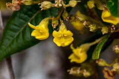 Anastrabe integerrima