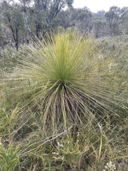 Xanthorrhoea preissii