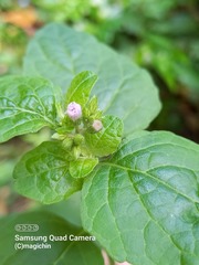 Cyanthillium cinereum