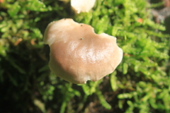 Panellus mitis