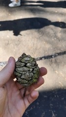 Sequoiadendron giganteum