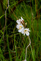 Chlorophytum cooperi