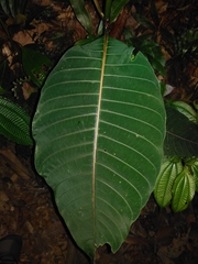 Palicourea guianensis