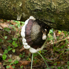 Fomitopsis pinicola