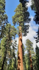 Sequoiadendron giganteum