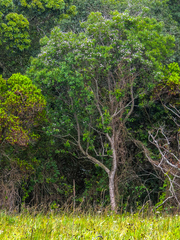 Dais cotinifolia