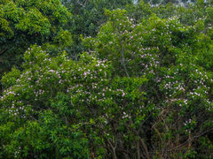 Dais cotinifolia