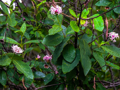 Dais cotinifolia