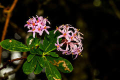 Dais cotinifolia