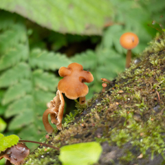 Agaricineae