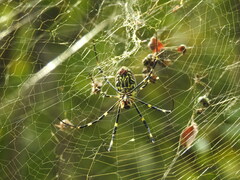 Trichonephila clavata