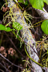 Dioscorea dregeana